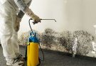What You Need to Know About Mold Remediation