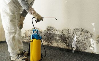 What You Need to Know About Mold Remediation