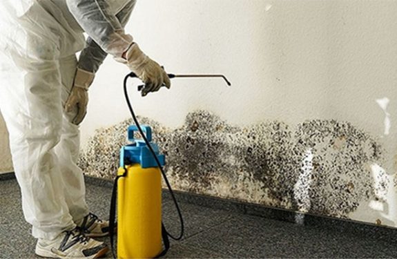 What You Need to Know About Mold Remediation