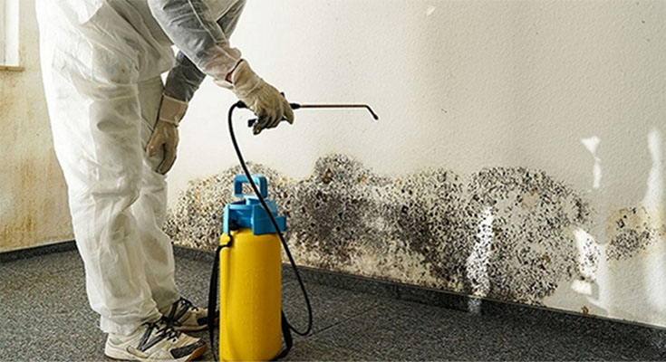 What You Need to Know About Mold Remediation